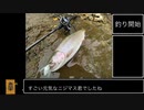 セミルアーにニジマスが喰ってきました