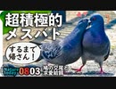 0803【肉食系女子鳩の求愛給餌と交尾】カルガモ親子、迷子に奇形に・・・。ハクセキレイ親子【今日撮り野鳥動画まとめ】身近な生き物語