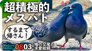 0803【肉食系女子鳩の求愛給餌と交尾】カルガモ親子、迷子に奇形に・・・。ハクセキレイ親子【今日撮り野鳥動画まとめ】身近な生き物語