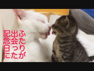 ウチューネコ兄弟、保護された日の忘れえぬ記憶