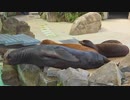 アシカもそもそ