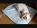 うさぎさんのほりほりが好きな人のための動画