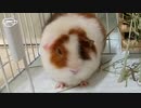 【モルモット動画】発情サイン＆周期まとめ！尻ふりダンスが可愛すぎる♡#040