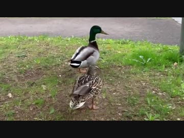 【癒し】カモの散歩に同行させてもらえた！