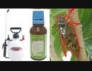 セミの騒音対策は噴霧器で農薬ぶっぱが最強なのか？