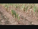 南部は大雨、北部は日照り、中央政府は能天気