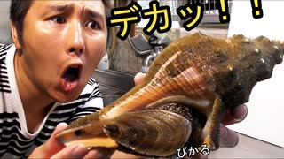 バカデカイ巻貝を調理したら中身も想像を超えていた！
