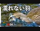 0804【置き去りにしたカルガモ親子達その後】オナガの水浴び、バン。アブ捕食、トンボ、蝉など。【今日撮り野鳥動画まとめ】身近な生き物語