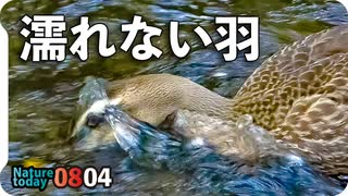 0804【置き去りにしたカルガモ親子達その後】オナガの水浴び、バン。アブ捕食、トンボ、蝉など。【今日撮り野鳥動画まとめ】身近な生き物語