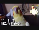 カメラが好きなインコ