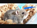 一瞬哀愁漂う雰囲気を出すハムスター。 A hamster that creates a sorrowful atmosphere for a moment.  #68【ハムスター物語】