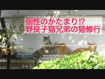 公園のコネコチャンズ、学んで遊んで成長する