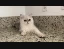 どこにでも上ることを覚えてしまった猫が可愛すぎる