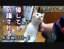 家猫になって初めての朝【野良猫の保護二日目 １】