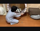 とっとこ走るよ