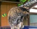 青い車とねこ