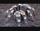 ［閲覧注意!!］再編集　タランチュラ（アカプルコレッドニー）の脱皮　 (Acapulco Red Knee : Brachypelma annitha )