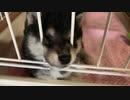【豆柴】大好きな妹が帰ってきたときの、子犬の表情が堪らなく可愛いwww【哀愁漂う】