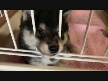 【豆柴】大好きな妹が帰ってきたときの、子犬の表情が堪らなく可愛いwww【哀愁漂う】