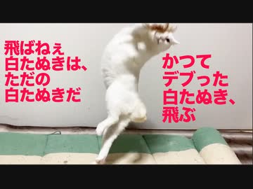かつて飛ばなかった白たぬき(猫)、宙(そら)を舞う