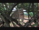 遊び疲れたタタルさん　＃178