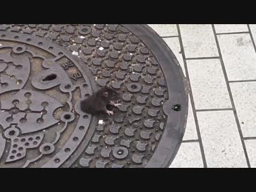 人気の 歩きすまほ 動画 76本 ニコニコ動画