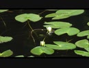 浮草ぐらし＊神戸一郎