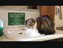 【猫の水分補給】