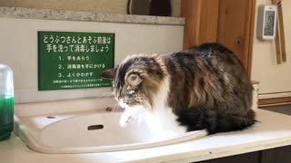 【猫の水分補給】