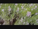 風見芳明