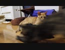 まどろむ猫とその周りで走り回る猫