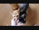 撫でられる兄妹子猫
