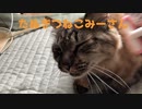 ブラッシングみーさん