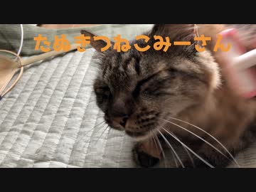 ブラッシングみーさん