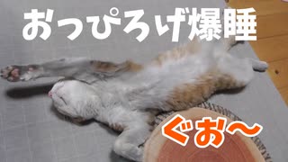 バンザイ猫の爆睡。