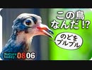 0806【鳩の幼鳥！？】カルガモ親子奇形。ラブラブハト。カマキリ捕食、オイカワ、キアゲハ水飲み、黄色いアカミミガメなど【今日撮り野鳥動画まとめ】身近な生き物語