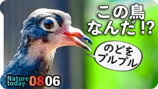 0806【鳩の幼鳥！？】カルガモ親子奇形。ラブラブハト。カマキリ捕食、オイカワ、キアゲハ水飲み、黄色いアカミミガメなど【今日撮り野鳥動画まとめ】身近な生き物語