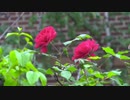 風見芳明