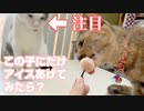 片方の猫だけアイスをあげたらもう片方の猫の反応が意外すぎた