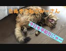 【高画質】おっぴろげで寝るみーさん
