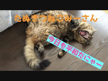 【高画質】おっぴろげで寝るみーさん