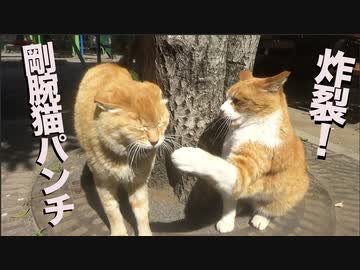 公園の女王猫、恐怖の剛腕猫パンチを炸裂させる