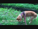 犬の散歩してたらゲリラ豪雨に遭った。