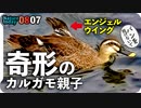0807【カルガモ親子の悲劇】エンジェルウイング奇形・怪我・置き去り・迷子・・・野鳥にパンをあげないで【今日撮り野鳥動画まとめ】身近な生き物語