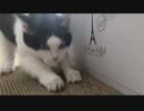 荒ぶるツメトギ