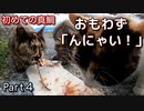 『喋りながら食べる猫』普段アジしか食べたことのない野良猫に真鯛あげたらどうなる？【三毛猫が保護されるまで Part４】