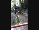 日本平動物園 マレーバクの赤ちゃんのお帰りタイム