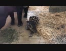 日本平動物園 マレーバクの赤ちゃんのお帰りタイム（ロングバージョン