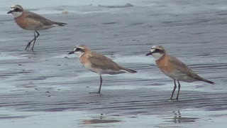 干潟の野鳥探してみた【やどけん！】