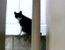 最近良く見かける猫２
